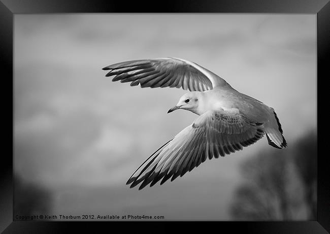 Seagull Flying Framed Print by Keith Thorburn EFIAP/b