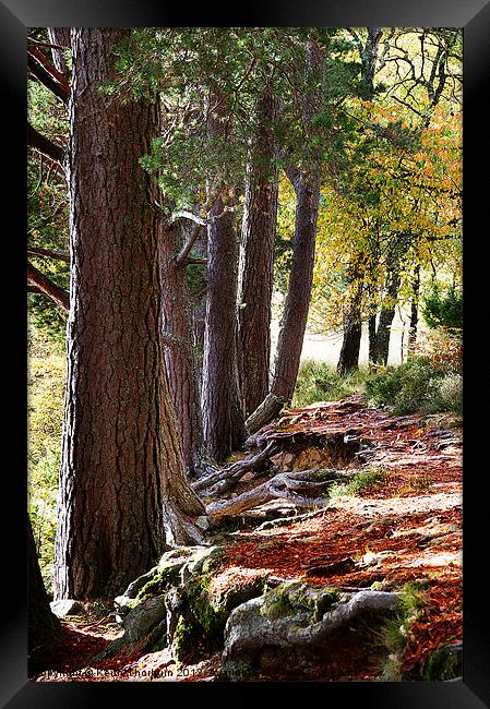 Wooded area Autumn Framed Print by Keith Thorburn EFIAP/b