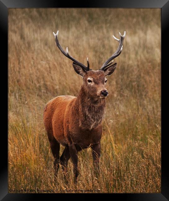 Deer at Glencoe Framed Print by Keith Thorburn EFIAP/b