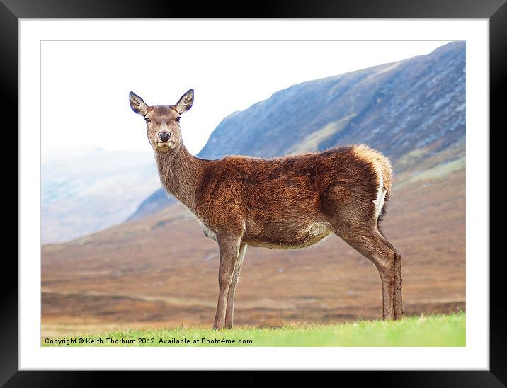 Deer at Glencoe Framed Mounted Print by Keith Thorburn EFIAP/b