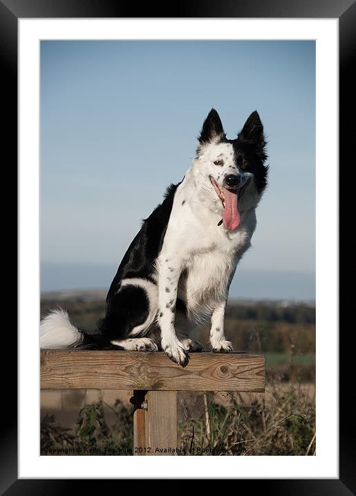 Border Collie Dog Framed Mounted Print by Keith Thorburn EFIAP/b
