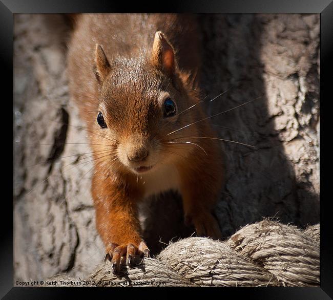 Red Squirrel Framed Print by Keith Thorburn EFIAP/b