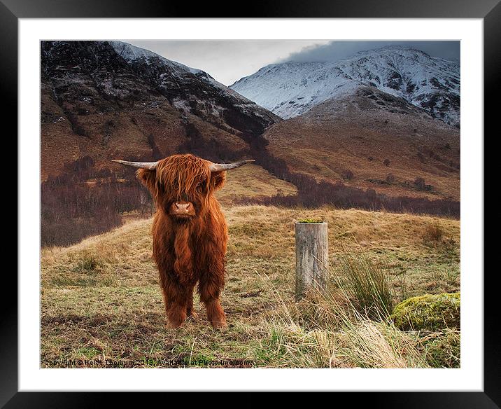 Baby Highland Cow Framed Mounted Print by Keith Thorburn EFIAP/b