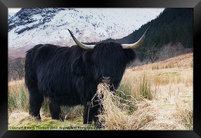 The Bull Framed Print by Keith Thorburn EFIAP/b