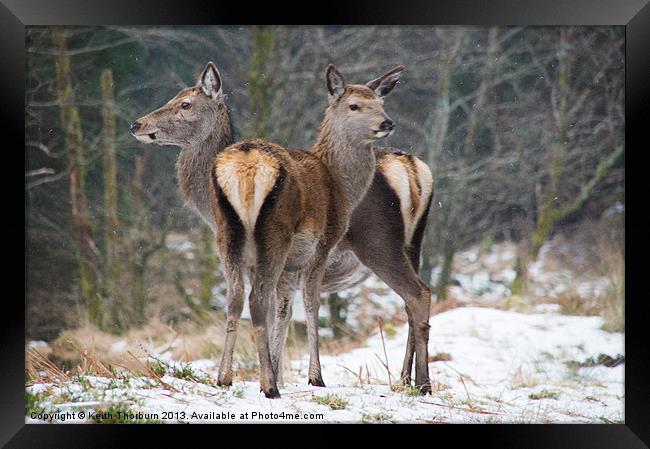 Deer in the Snow Framed Print by Keith Thorburn EFIAP/b