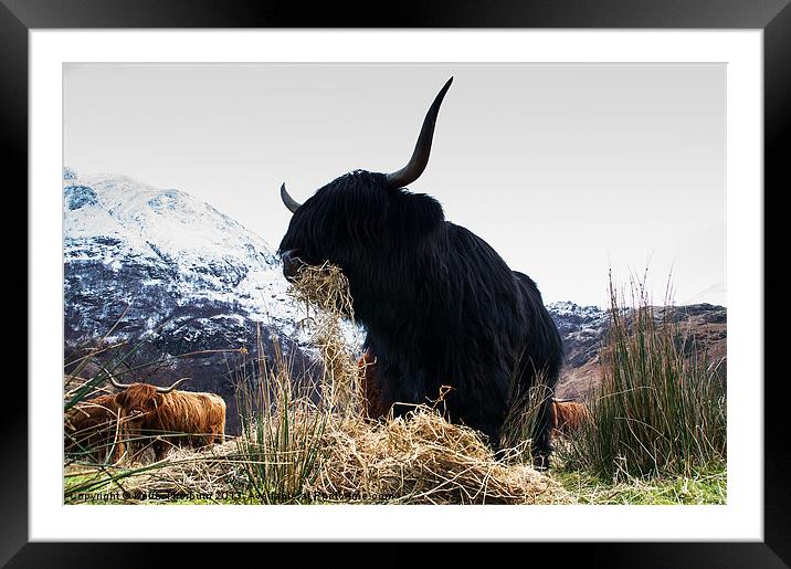 Highland Bull Framed Mounted Print by Keith Thorburn EFIAP/b