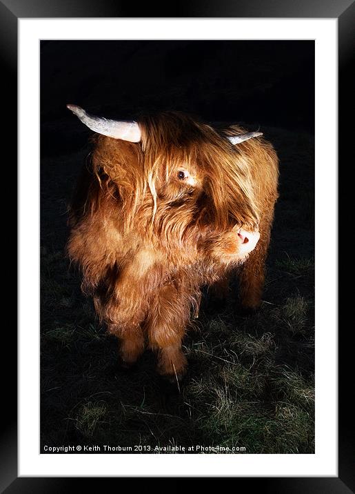Highland Cow Framed Mounted Print by Keith Thorburn EFIAP/b