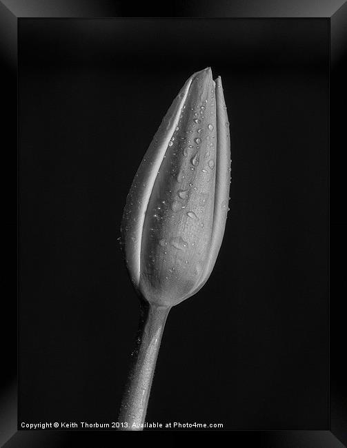Tulip Macro Framed Print by Keith Thorburn EFIAP/b