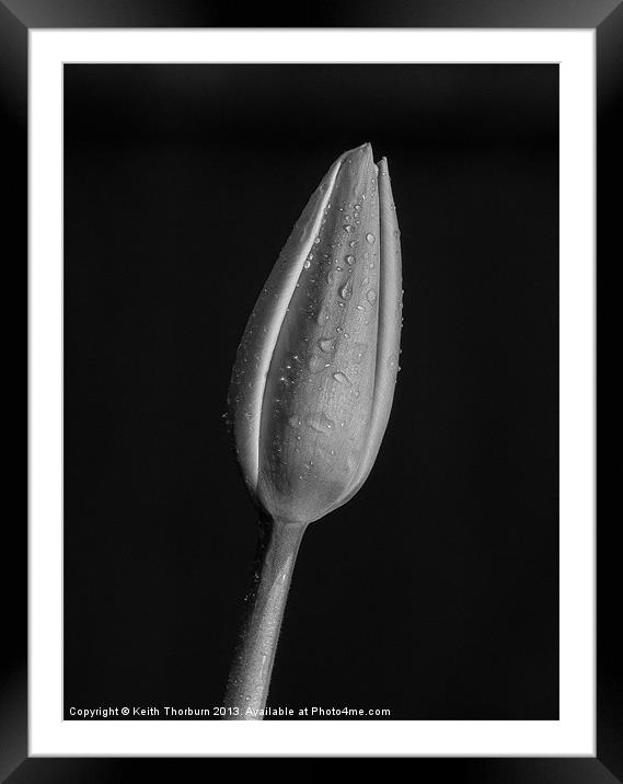 Tulip Macro Framed Mounted Print by Keith Thorburn EFIAP/b