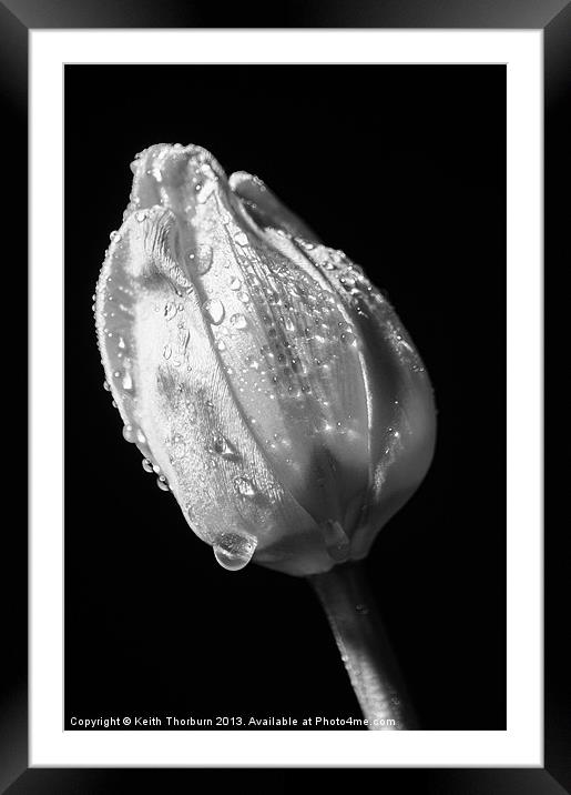 Black and White Tulip Framed Mounted Print by Keith Thorburn EFIAP/b