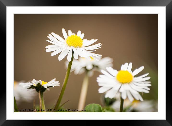 Daisys Framed Mounted Print by Keith Thorburn EFIAP/b