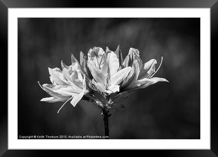 Chrysanthemum Framed Mounted Print by Keith Thorburn EFIAP/b