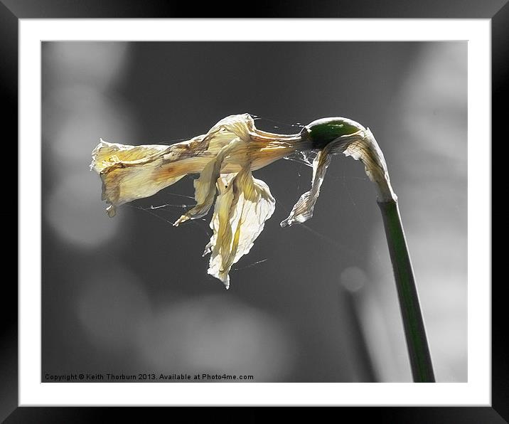 Withered Daffodil Framed Mounted Print by Keith Thorburn EFIAP/b