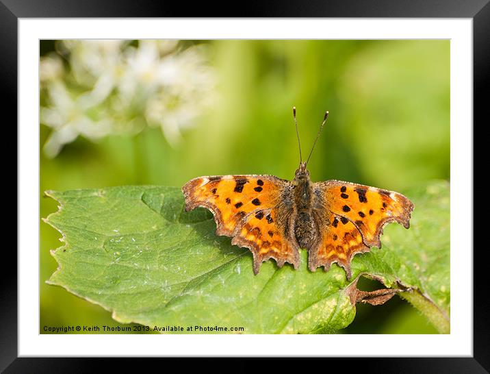 Comma Butterfly Framed Mounted Print by Keith Thorburn EFIAP/b