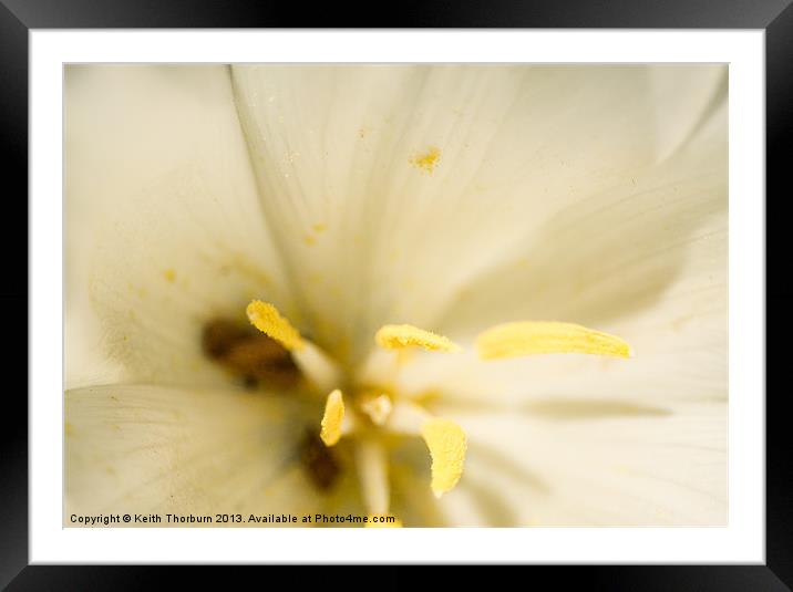 white Flower Close Up Framed Mounted Print by Keith Thorburn EFIAP/b