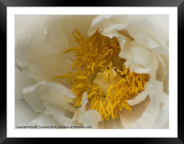 White Flower Close Up Framed Mounted Print by Keith Thorburn EFIAP/b