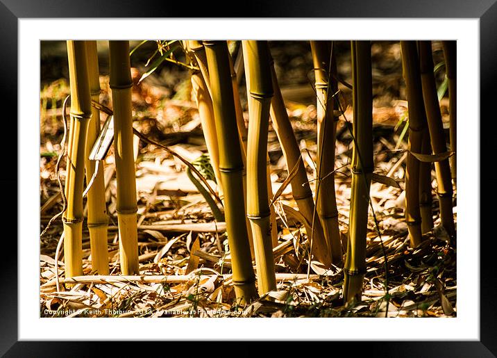 Bamboo Cane Framed Mounted Print by Keith Thorburn EFIAP/b