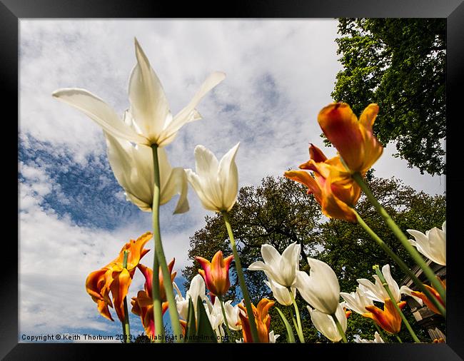 Tulips from the Ground Framed Print by Keith Thorburn EFIAP/b