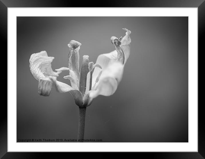 Black and White Flower Framed Mounted Print by Keith Thorburn EFIAP/b