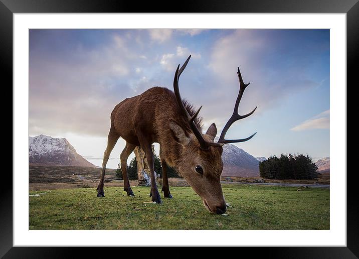 Highland Deer Framed Mounted Print by Keith Thorburn EFIAP/b