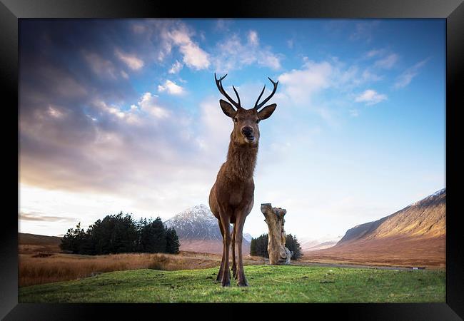 Highland Stag Framed Print by Keith Thorburn EFIAP/b