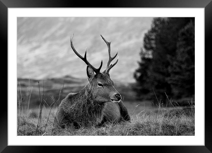 Highland Deer Sitting Framed Mounted Print by Keith Thorburn EFIAP/b