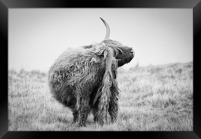 Highland Cow Scratching Framed Print by Keith Thorburn EFIAP/b