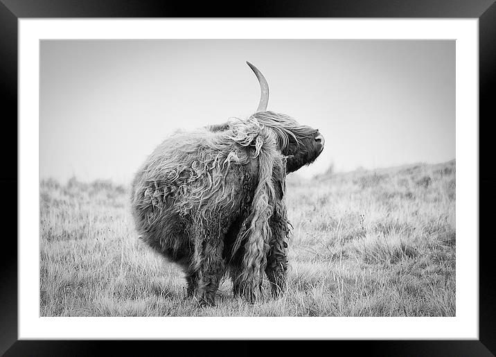 Highland Cow Scratching Framed Mounted Print by Keith Thorburn EFIAP/b