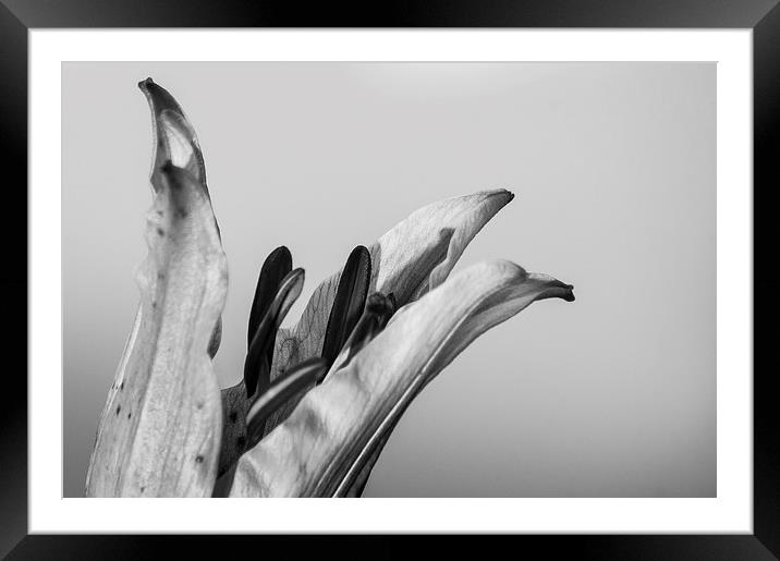 Black and White Lilly Framed Mounted Print by Keith Thorburn EFIAP/b