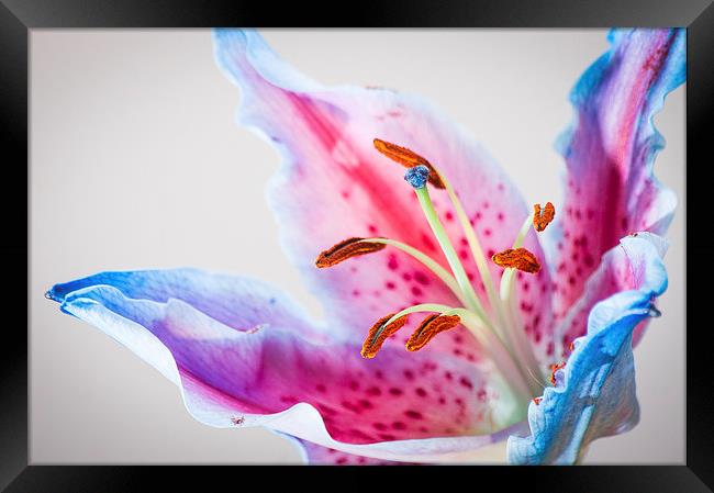 Lilly In full colour Framed Print by Keith Thorburn EFIAP/b