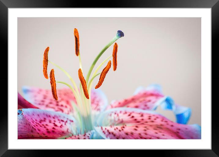Lilly In full colour Framed Mounted Print by Keith Thorburn EFIAP/b