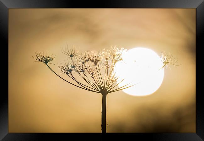Flower in the Sun Framed Print by Keith Thorburn EFIAP/b