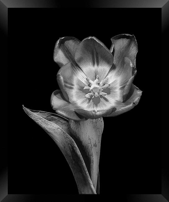 Tulip Flower Framed Print by Keith Thorburn EFIAP/b