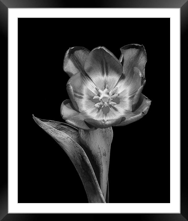 Tulip Flower Framed Mounted Print by Keith Thorburn EFIAP/b