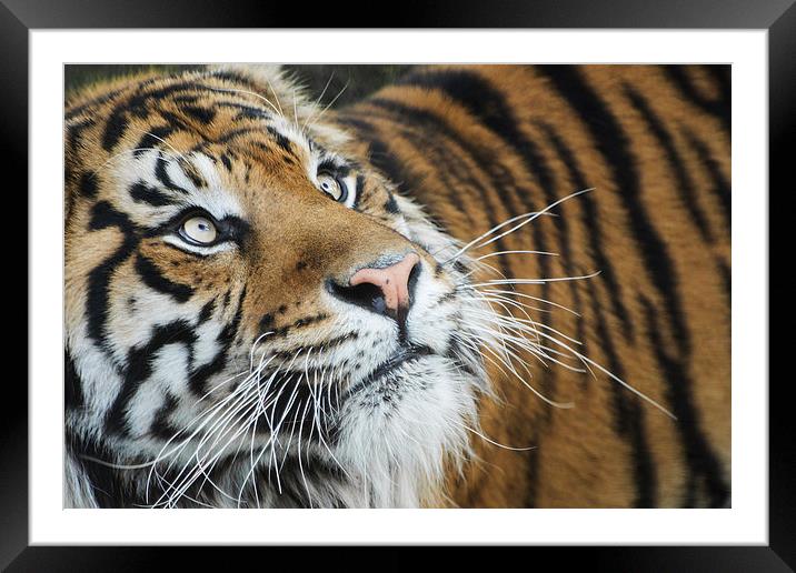 Jae Jae Sumatran Tiger Framed Mounted Print by Keith Thorburn EFIAP/b