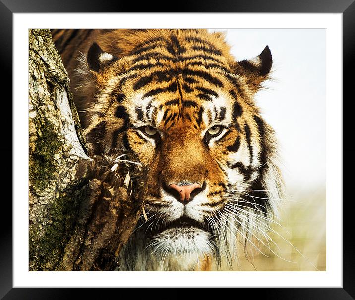 Jae Jae Sumatran Tiger Framed Mounted Print by Keith Thorburn EFIAP/b