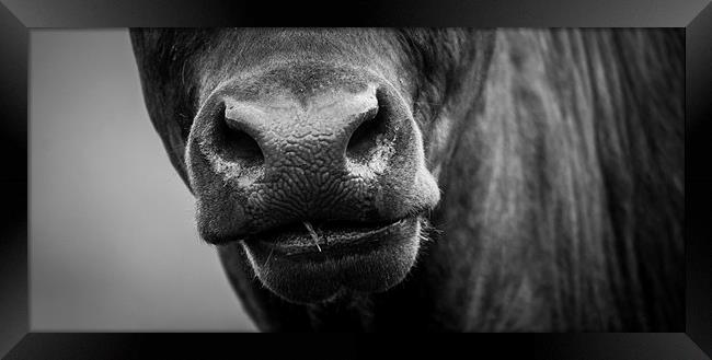 Nosey Cow Framed Print by Keith Thorburn EFIAP/b