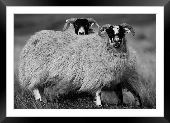 Sheep Framed Mounted Print by Keith Thorburn EFIAP/b