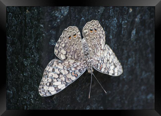 Cracker Butterfly Framed Print by Keith Thorburn EFIAP/b