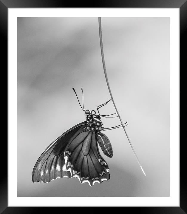 Common Mormon Swallowtail Framed Mounted Print by Keith Thorburn EFIAP/b