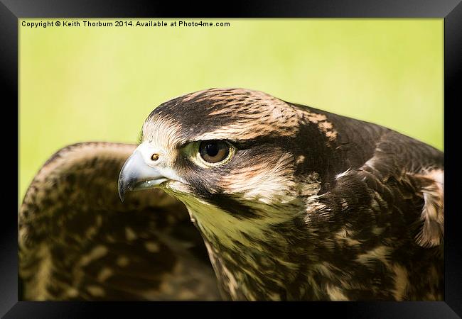 Lanner Falcon Framed Print by Keith Thorburn EFIAP/b