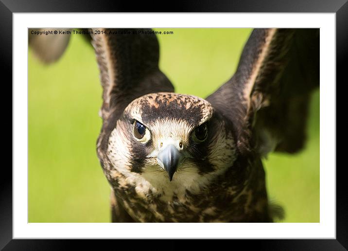 Lanner Falcon Framed Mounted Print by Keith Thorburn EFIAP/b