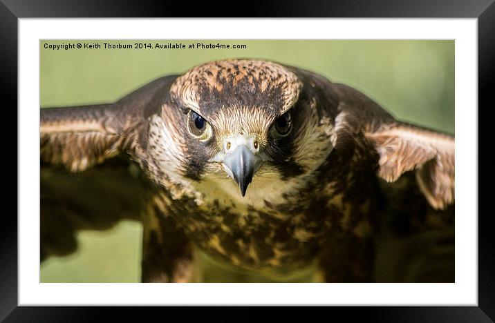 Lanner Falcon Framed Mounted Print by Keith Thorburn EFIAP/b