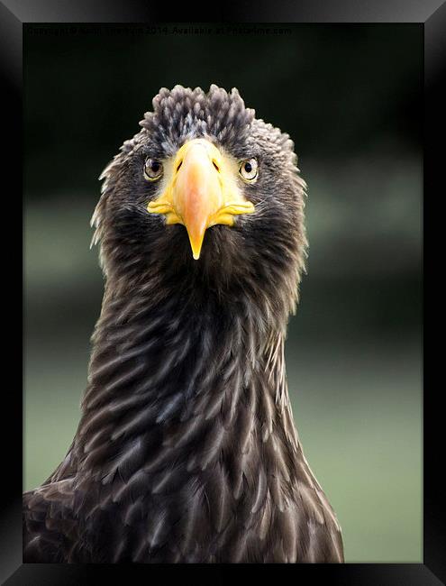 Stellars Sea Eagle Framed Print by Keith Thorburn EFIAP/b