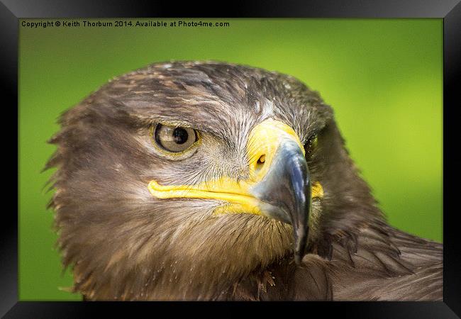 Steppe Eagle Framed Print by Keith Thorburn EFIAP/b
