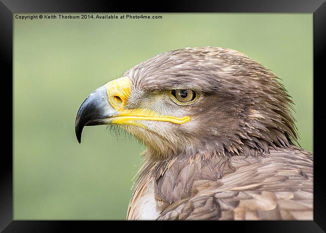 Steppe Eagle Framed Print by Keith Thorburn EFIAP/b