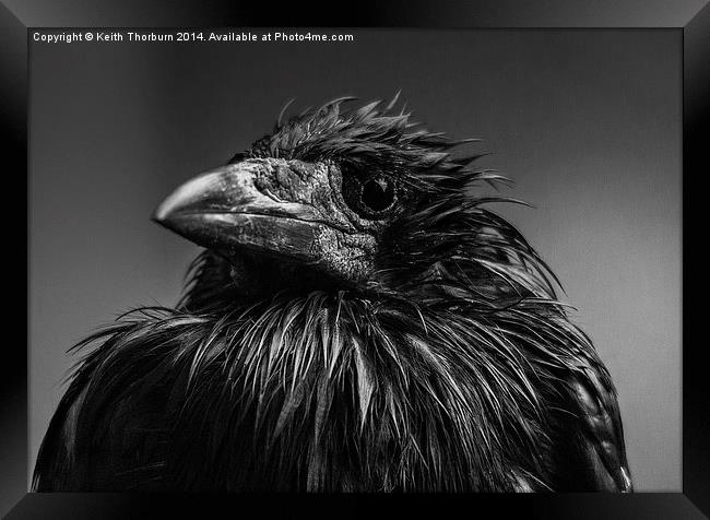 ROOK Corvus frugilegus Framed Print by Keith Thorburn EFIAP/b
