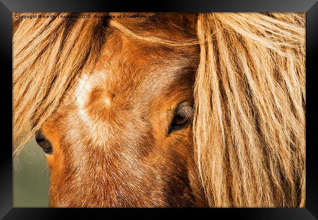 Shetland Pony Framed Print by Keith Thorburn EFIAP/b