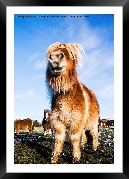 Shetland Pony Framed Mounted Print by Keith Thorburn EFIAP/b