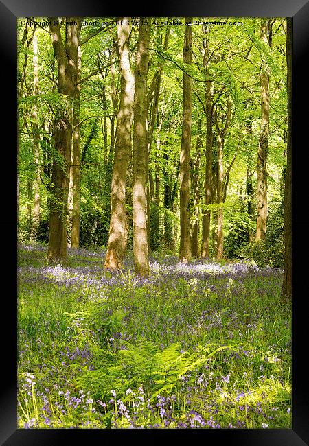 Blubell Woods Framed Print by Keith Thorburn EFIAP/b